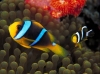 Filename=15.jpg
Filesize=64KB
Dimensions=613x459
Date added=Dec 08, 2009 15.jpg